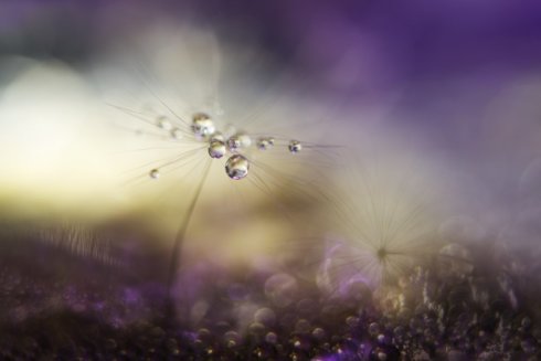 Heidi-Westum-Seed-Drops-Photography-01
