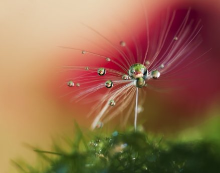 Heidi-Westum-Seed-Drops-Photography-07