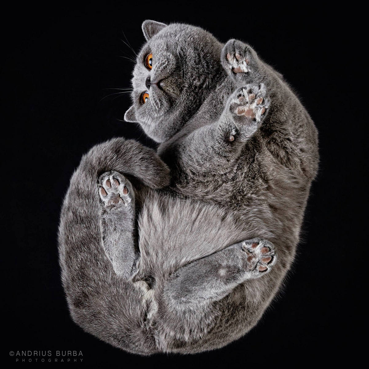 Фотография, Андриус Бурба, Under-Cats