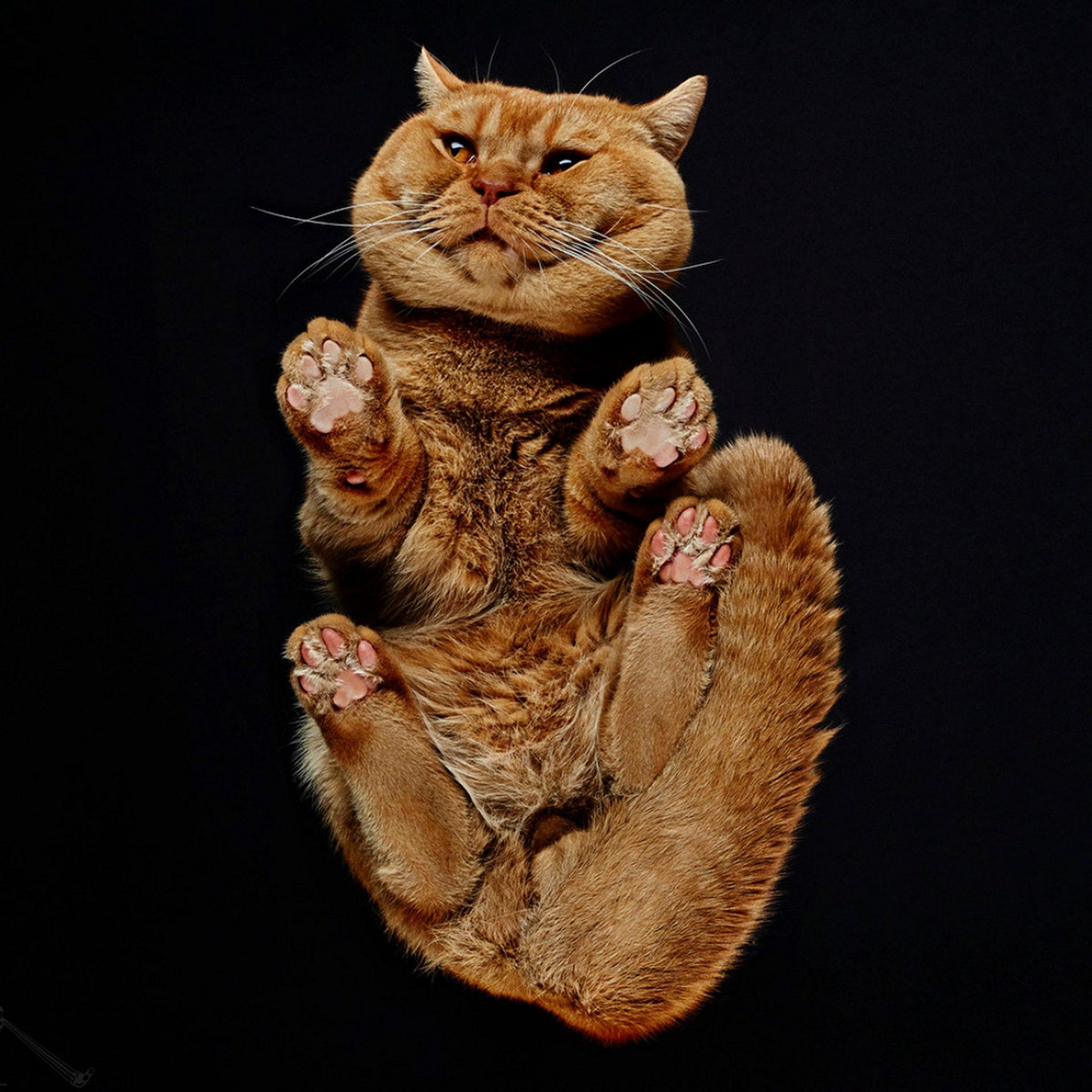 Фотография, Андриус Бурба, Under-Cats