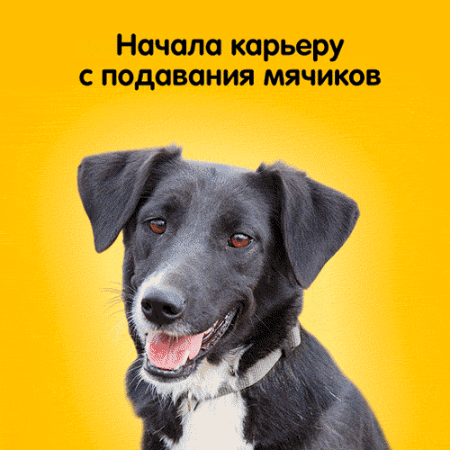 Рекламная кампания, PEDIGREE, BBDO Moscow