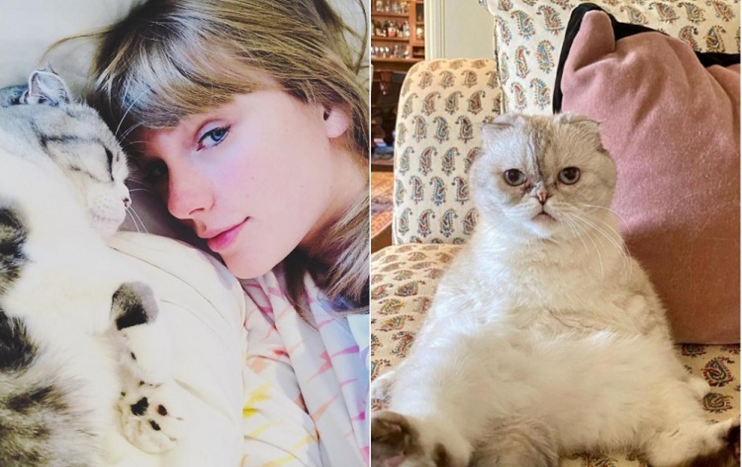 Кошка тейлор. Taylor Swift mushuk. Кошка Тейлор Свифт. Самая богатая кошка в мире.