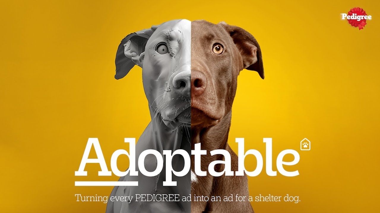 Кампания «Adoptable» от Pedigree помогает находить собакам новую семью |  The Bytheway – Портал креативной индустрии – новости о рекламе, маркетинге,  креативе и дизайне