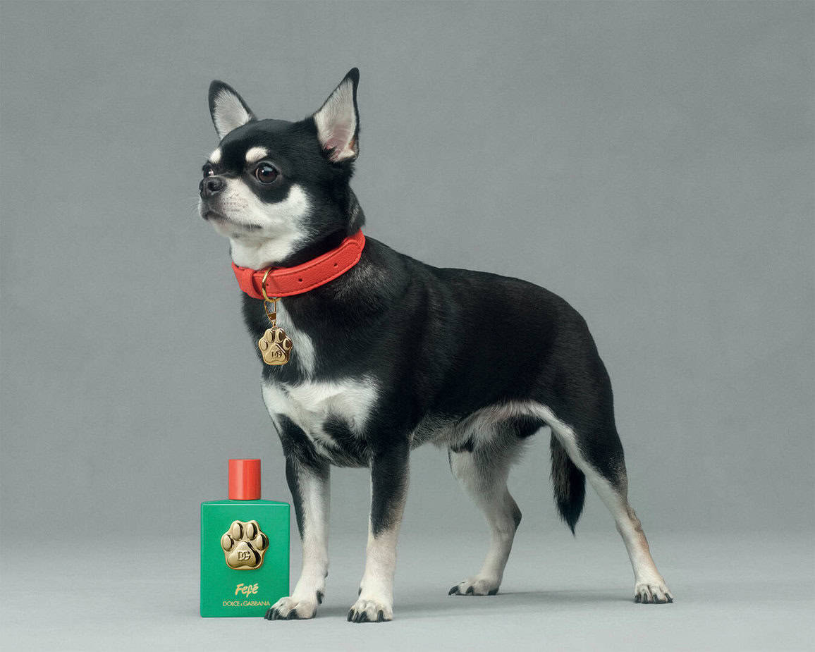 Рекламная кампания, Fefé, Dolce &amp; Gabbana