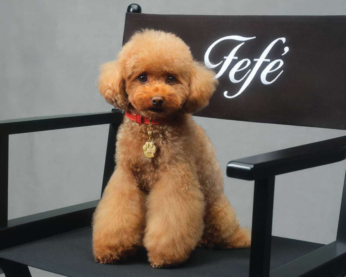 Рекламная кампания, Fefé, Dolce &amp; Gabbana